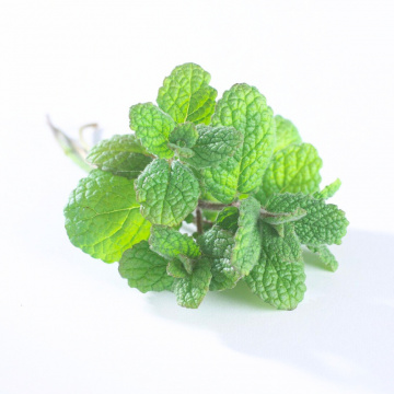 Menta ananas (Mentha Pineapple mint), planta perena, planta aromatica, planta medicinala - Img 2