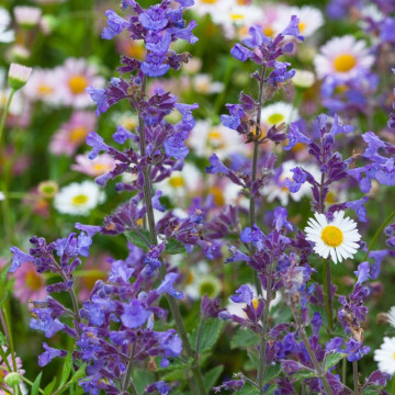 Menta pisicii (Nepeta faassenii), planta perena, planta aromatica - Img 4