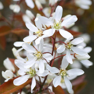 Merisor de miere (Amelanchier lamarckii) 90-120 cm, planta gard viu, planta fructifera