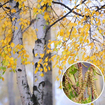 Mesteacan (Betula pendula) 120-140 cm, arbore ornamental - Img 2