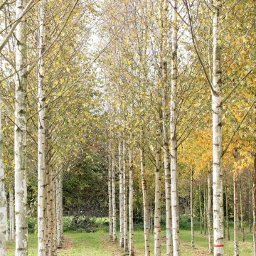Mesteacan (Betula pendula) 80-120 cm ghiveci 2 l