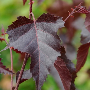 Mesteacan rosu ( Betula pendula purpurea), arbore ornamental, frunzis rosu