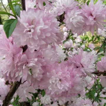 Migdal japonez roz (Prunus glandulosa Rosea Plena), arbust ornamental, flori roz - Img 2