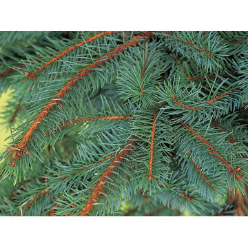 Molid argintiu (Picea pungens Glauca) 60-80 cm - Img 2