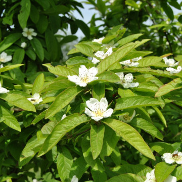 Mosmon (Mespilus germanica), arbust fructifer - Img 4