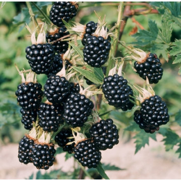 Mur fara spini (Rubus hirtus Thornless evergreen), arbust fructifer