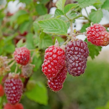 Mur-Zmeur (Rubus Tayberry) ghiveci 2 l, arbust fructifer - Img 3