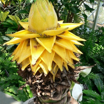 MUSELLA LASIOCARPA - BANANA PITICA CHINEZEASCA, planta perena, flori galbene