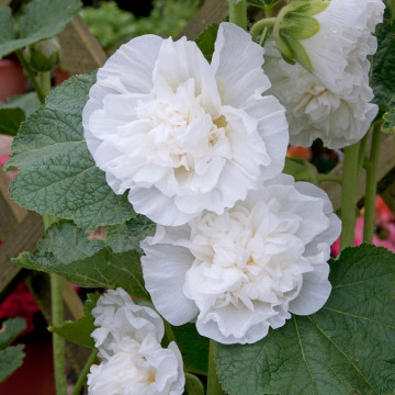 Nalba de gradina (Alcea rosea Chaters Double White), planta cu flori, flori alb