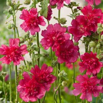 Nalba de gradina (Alcea spring celebrities carmine rose), planta perena, flori roz - Img 2