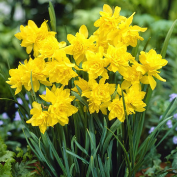 Narcise Campernellen Double (Narcissus Campernellen Double), bulbi narcise, flori galbene - Img 3