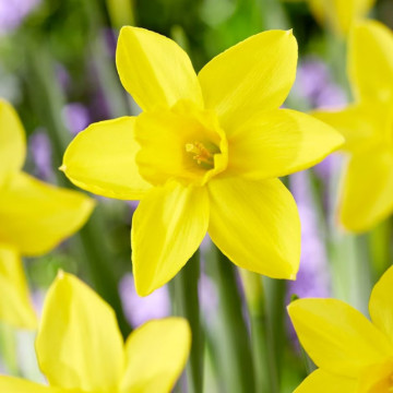 Narcise Marie Curie Diamond (Narcissus Marie Curie Diamond), bulbi narcise, flori galbene