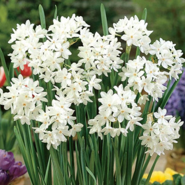 Narcise Paperwhite ziva (Narcissus Paperwhite ziva), bulbi narcise, flori alb