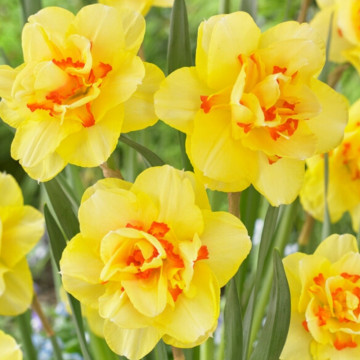 Narcise Tahiti (Narcissus Tahiti), bulbi narcise, flori galben, portocaliu - Img 2