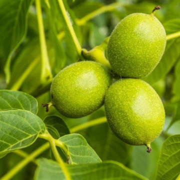 Nuc (Juglans regia), arbore ornamental, planta parfumata - Img 2