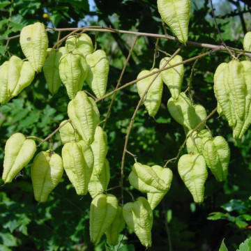 Otetar galben (Koelreuteria paniculata), arbore ornamental, planta parfumata, flori galbene - Img 2