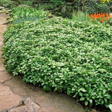 Pachysandra terminalis, vesnic verde, arbust ornamental