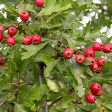 Paducel (Crataegus monogyna), planta gard viu, arbust fructifer