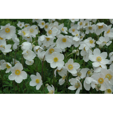 Pastita alba (Anemone sylvestris Snow White), planta perena, flori alb - Img 2