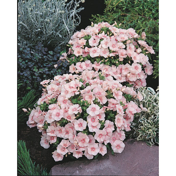 Phlox dolly (Phlox Dolly Salmon), planta perena, flori roz