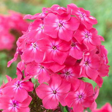 Phlox (p) 'Alexandra', planta perena, planta parfumata, flori roz
