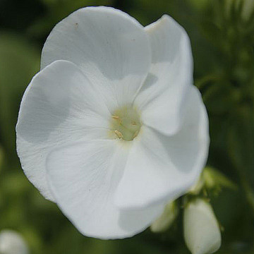 Phlox (p) 'Danielle', planta perena, planta parfumata, flori alb - Img 3