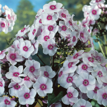 Phlox (p) 'Europa', planta perena, planta parfumata, flori alb - Img 2