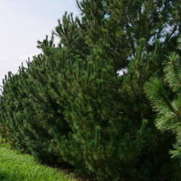 Pin macedonean (Pinus peuce), vesnic verde, conifer ornamental - Img 3