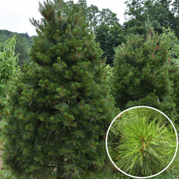 Pin neted (Pinus strobus) ghiveci, vesnic verde, conifer ornamental