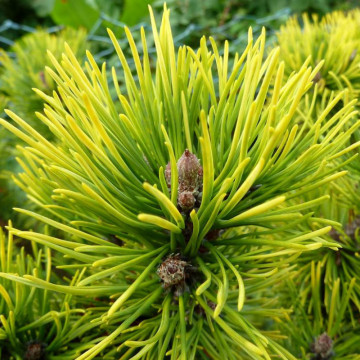 Pin pitic galben altoit (Pinus mugo 'Ophir'), vesnic verde, conifer ornamental - Img 2