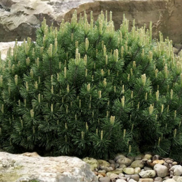Pin pitic (Pinus mugo pumilio), vesnic verde, conifer ornamental
