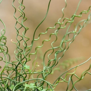 Pipirig spiralat, iarba creata (Juncus effusus Spiralis), vesnic verde, planta perena - Img 5