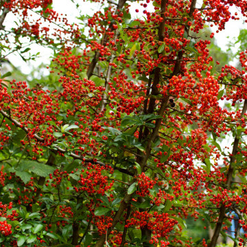 Piracanta roșie (Pyracantha Red Column), planta gard viu, vesnic verde - Img 4