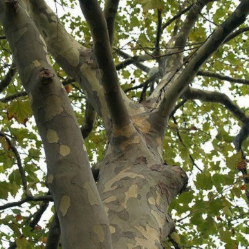 Platan (Platanus acerifolia) 60-100 cm - Img 2