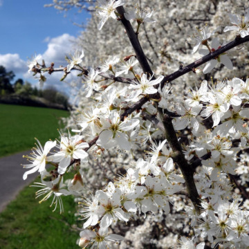Porumbar ( Prunus spinosa), planta gard viu, arbust fructifer - Img 2