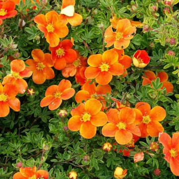 Potentila (Potentilla fruticosa Orange Star), arbust ornamental