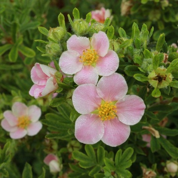Potentilla (Potentilla Pretty Polly)