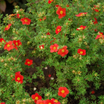 Potentilla Red Ace, arbust ornamental, gradina japoneza, frunzis galben - Img 4