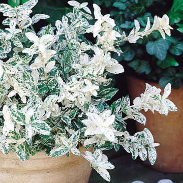Salba bicolora ( Euonymus fortunei Harlequin), planta gard viu, vesnic verde, frunzis verde-argintiu