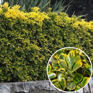 Salba galbena (Euonymus aureomarginatus), planta gard viu, vesnic verde, frunzis verde-galben - Img 3