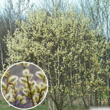 Salcie capreasca (Salix caprea), planta gard viu, arbust ornamental, perdea forestiera