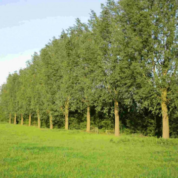 Salcie productie (Salix alba Clona RO 1077), arbore ornamental, perdea forestiera - Img 2