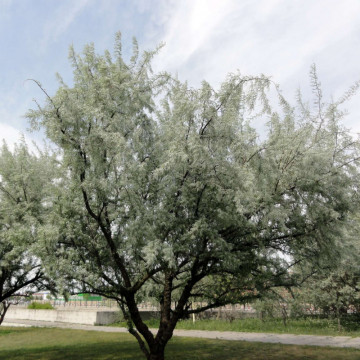 Sălcioara (Elaeagnus angustifolia) 60-90 - Img 3