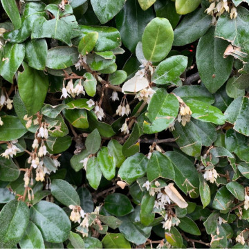 Salcioara vesnic verde (Elaeagnus ebbingei), planta gard viu, planta melifera - Img 3