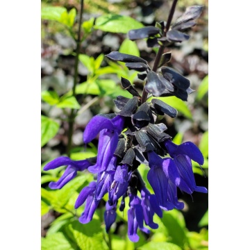 Salvia guarantica sar Dark Blue