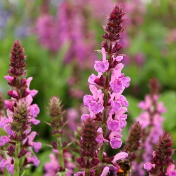 Salvia roz (Salvia Nemorosa Synchro Pink), planta perena, planta aromatica, planta medicinala - Img 3