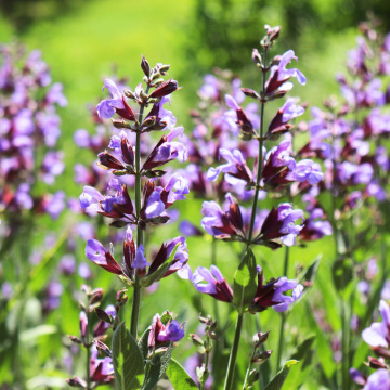 Salvie (Salvia officinalis Purple Beauty), planta perena, planta aromatica, planta medicinala - Img 2