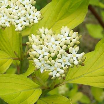 Sanger decorativ (Cornus alba), planta gard viu, arbust ornamental - Img 3
