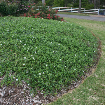 Saschiu (Vinca minor Alba), vesnic verde, planta perena, flori alb - Img 3
