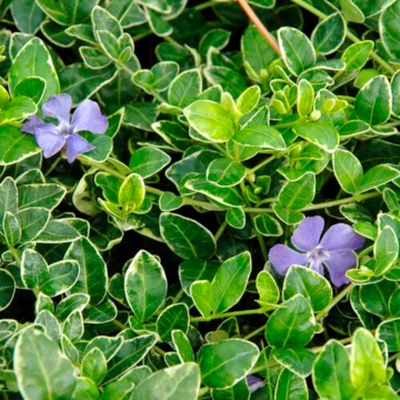 Saschiu (Vinca minor Argenteovariegata), planta acoperitoare de sol, flori albastru - Img 3
